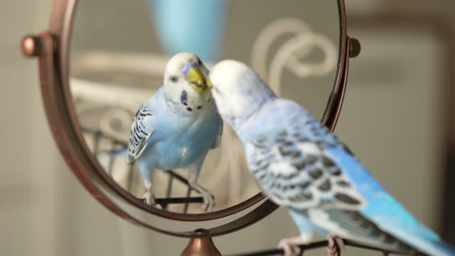 Parakeet looking at the mirror