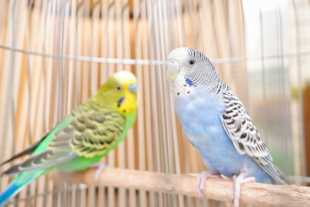 blue yellow and green bird