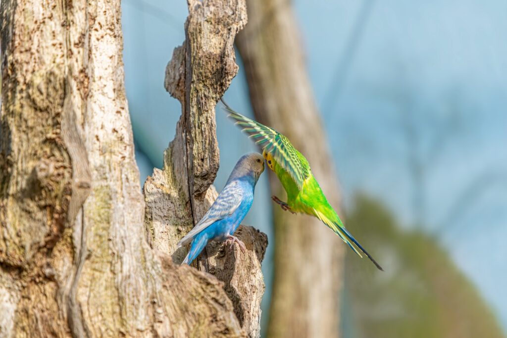blue and green parakeet on tree